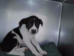 Shelter Stray Male Dog last seen , 4275 Elton St, Baldwin Park, CA 91706, USA