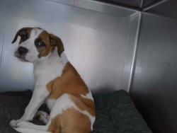 Shelter Stray Male Dog last seen , 4275 Elton St, Baldwin Park, CA 91706, USA