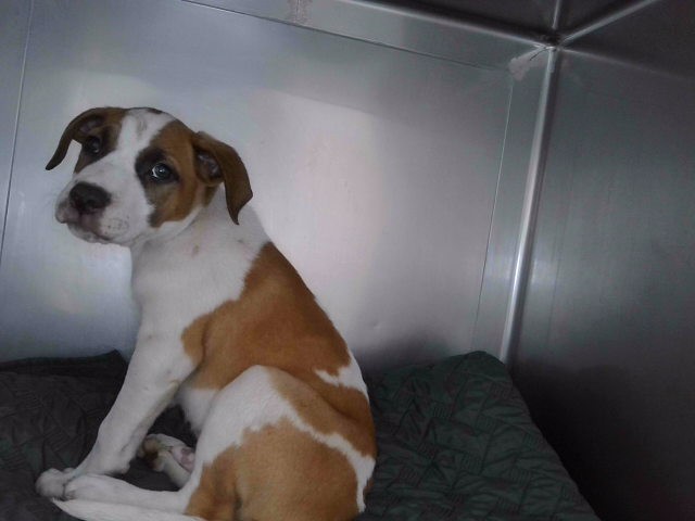 Shelter Stray Male Dog last seen , 4275 Elton St, Baldwin Park, CA 91706, USA