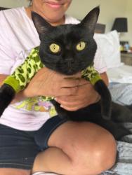 Lost Male Cat last seen Near Prestwick dr, Davenport, FL 33897