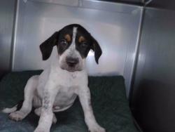 Shelter Stray Male Dog last seen , 4275 Elton St, Baldwin Park, CA 91706, USA