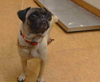 Shelter Stray Female Dog last seen GREEN TREE DR/FRANKLIN BLVD, 95823, 3839 Bradshaw Rd, Sacramento, CA 95827, USA