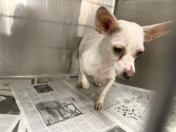 Shelter Stray Female Dog last seen , 14409 Vanowen St, Van Nuys, CA 91405, USA