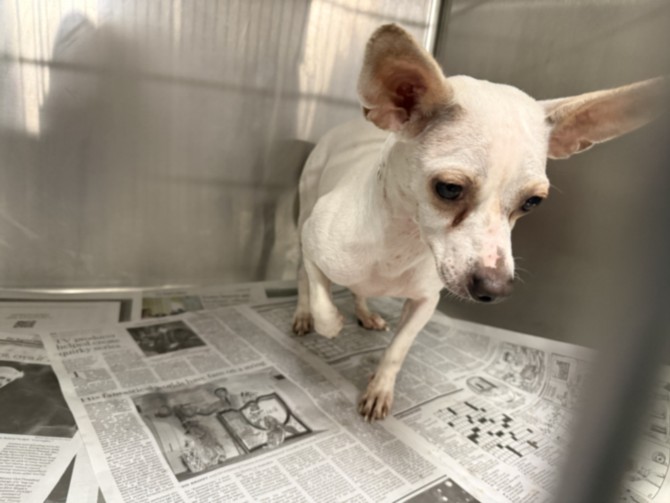 Shelter Stray Female Dog last seen , 14409 Vanowen St, Van Nuys, CA 91405, USA