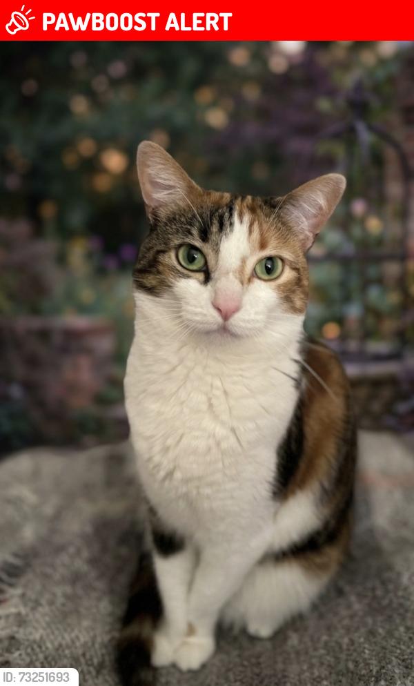 Lost Female Cat last seen Last seen going into the woods on the Matthew Hansen trail. The trail part behind the Korean Church on Hewitt Ave, Montgomery County, MD 20906