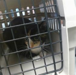 Shelter Stray Female Cat last seen , 2811 SE 29th St, Oklahoma City, OK 73129, USA