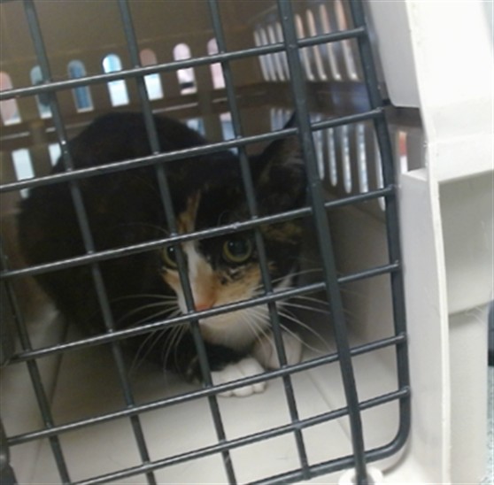 Shelter Stray Female Cat last seen , 2811 SE 29th St, Oklahoma City, OK 73129, USA
