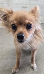 Shelter Stray Female Dog last seen BRENTWOOD AND BUTTERFIELD, 333 Chandler Pl, San Bernardino, CA 92408, USA