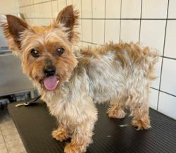 Shelter Stray Male Dog last seen , 11258 Garfield Ave, Downey, CA 90242, USA