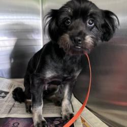 Shelter Stray Male Dog last seen , 3201 Lacy St, Los Angeles, CA 90031, USA