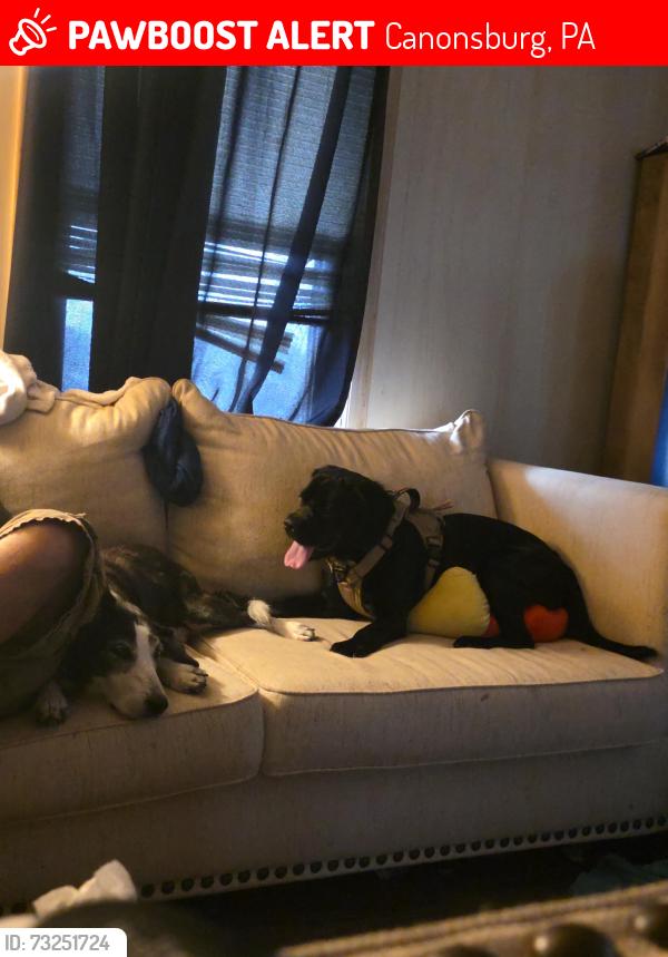 Lost Male Dog last seen Sarris candis , orchard Avenue canonsburg pa, Canonsburg, PA 15317