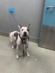 Shelter Stray Female Dog last seen Near BLOCK ALGONQUIN DR, LAS VEGAS NV 89119, 655 N Mojave Rd, Las Vegas, NV 89101, USA