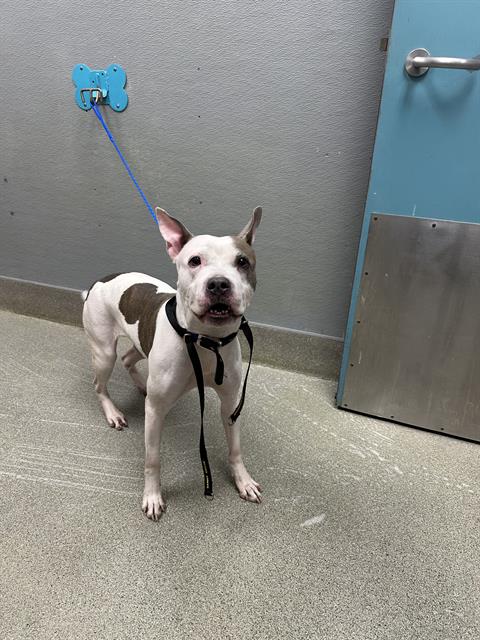 Shelter Stray Female Dog last seen Near BLOCK ALGONQUIN DR, LAS VEGAS NV 89119, 655 N Mojave Rd, Las Vegas, NV 89101, USA