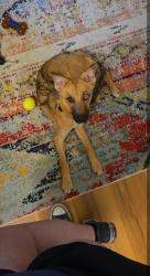 Found/Stray Male Dog last seen Burleson, Burleson, TX 76028