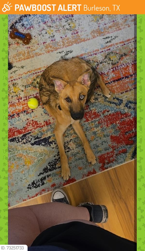 Found/Stray Male Dog last seen Burleson, Burleson, TX 76028
