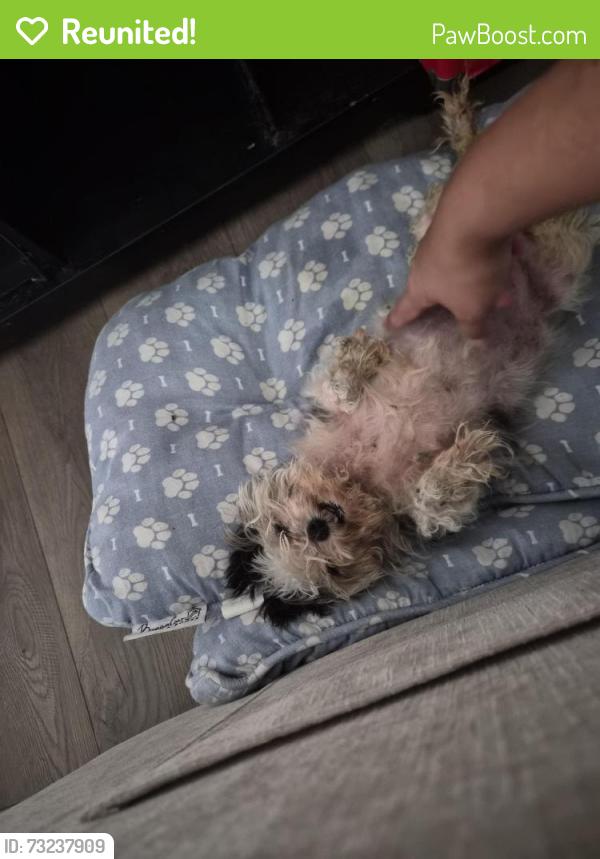 Reunited Female Dog last seen Evans drive, Kissimmee fl, Osceola County, FL 34758