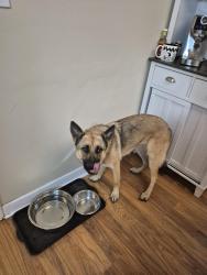 Found/Stray Female Dog last seen Bethyl & Butler, Mauldin, SC 29662