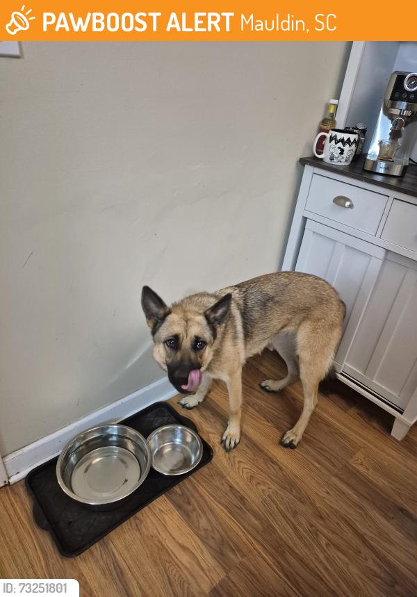 Found/Stray Female Dog last seen Bethyl & Butler, Mauldin, SC 29662