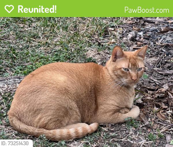 Reunited Male Cat last seen Southgate blvd and Stockton, 77030, Pearland, TX 77584
