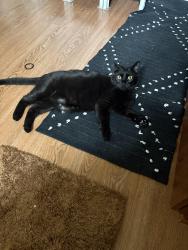 Reunited Male Cat last seen Soledad Mountain Rd + Desert View, San Diego, CA 92037