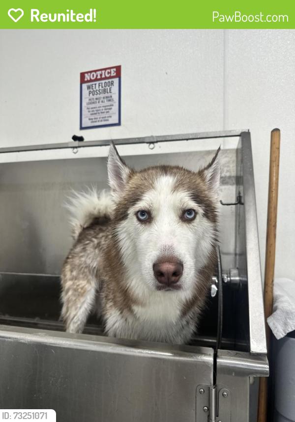 Reunited Male Dog last seen Azalea Park, FL, USA, Azalea Park, FL 32807