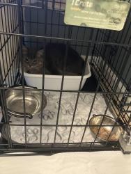 Reunited Female Cat last seen S Valley Forge Rd, North Park Ave, Fairview Village, Norristown, PA 19403