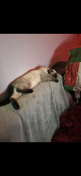 Lost Female Cat last seen Mill woods Recreation Centre, Edmonton, AB T6T 0V6