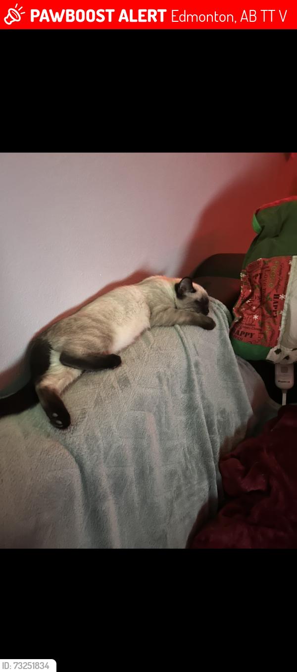 Lost Female Cat last seen Mill woods Recreation Centre, Edmonton, AB T6T 0V6