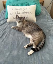 Lost Male Cat last seen mcmanus and 108 th, Tamarac, FL 33321