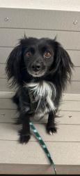 Found/Stray Male Dog last seen Braemar st, Victorville, CA 92394