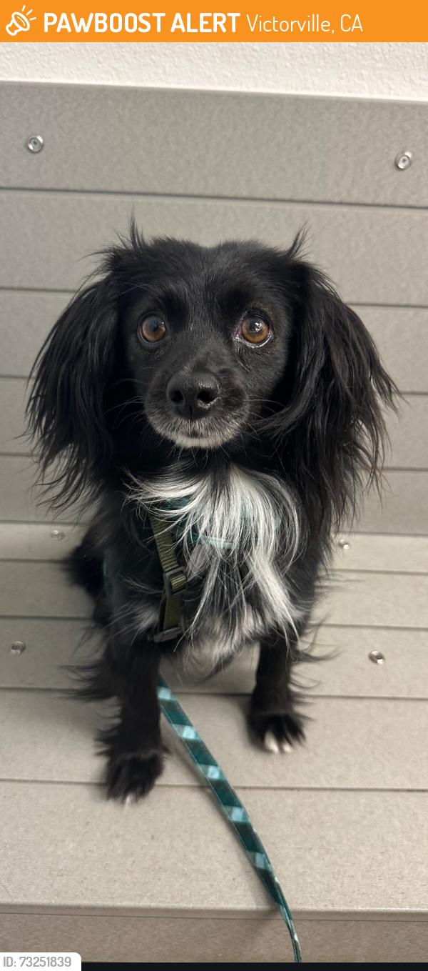 Found/Stray Male Dog last seen Braemar st, Victorville, CA 92394