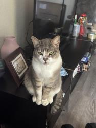 Lost Male Cat last seen Middle Eincon Rd & Benjamin Rd, Santa Rosa, CA 95409