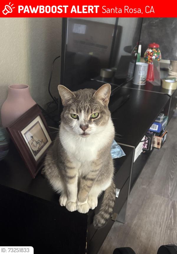 Lost Male Cat last seen Middle Eincon Rd & Benjamin Rd, Santa Rosa, CA 95409
