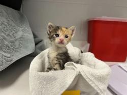 Shelter Stray Female Cat last seen E 37th St and Bellefontaine Ave, KCMO, 64128, 64128, MO, 7077 Elmwood Ave, Kansas City, MO 64132, USA
