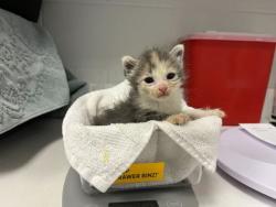 Shelter Stray Female Cat last seen E 37th St and Bellefontaine Ave, KCMO, 64128, 64128, MO, 7077 Elmwood Ave, Kansas City, MO 64132, USA