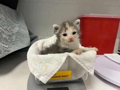Shelter Stray Female Cat last seen E 37th St and Bellefontaine Ave, KCMO, 64128, 64128, MO, 7077 Elmwood Ave, Kansas City, MO 64132, USA