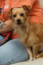 Shelter Stray Male Dog last seen Alter Dr, East District, TX, 355 Hillshire Dr, Haslet, TX 76052, USA