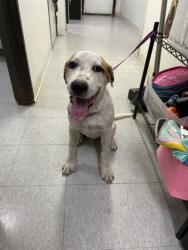 Shelter Stray Male Dog last seen Near blk forest hill dr-EV, EVERMAN, TX, 3961 Bluebell Dr, Everman, TX 76140, USA