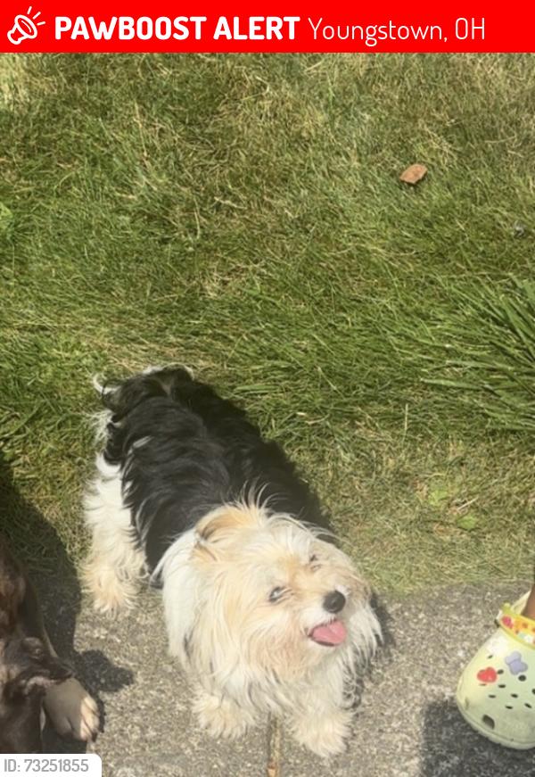Lost Female Dog last seen Selma and Gypsy lane, Youngstown, OH 44504