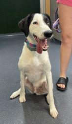 Shelter Stray Male Dog last seen , , TX, 330 Rufe Snow Dr, Keller, TX 76248, USA