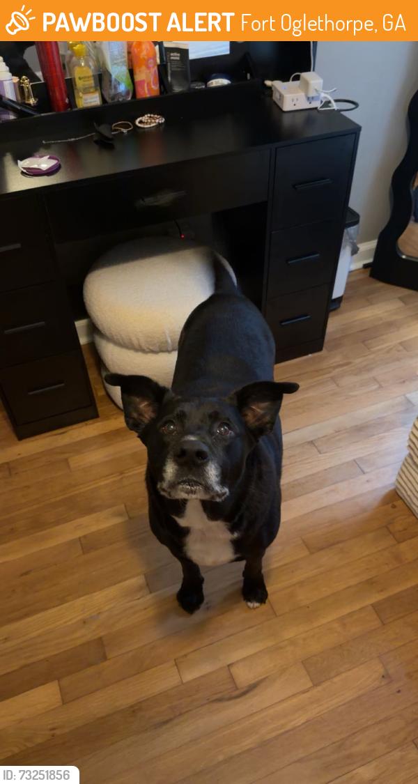 Found/Stray Male Dog last seen Gilbert Stevenson park, Fort Oglethorpe, GA 30742