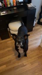 Found/Stray Male Dog last seen Gilbert Stevenson park, Fort Oglethorpe, GA 30742