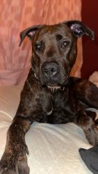 Lost Female Dog last seen Wendys, Seymour, IN 47274
