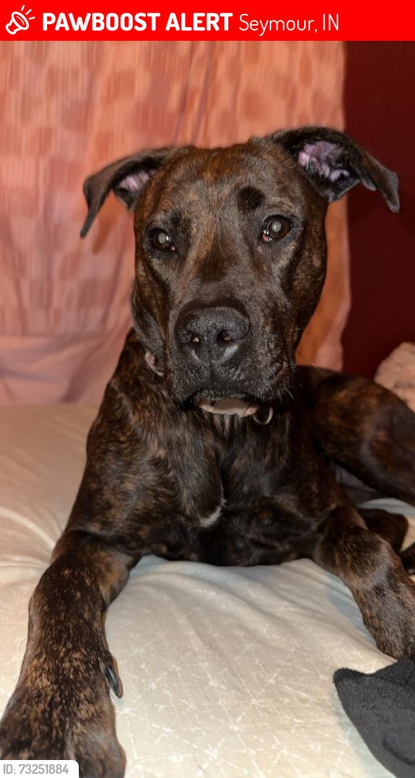 Lost Female Dog last seen Wendys, Seymour, IN 47274