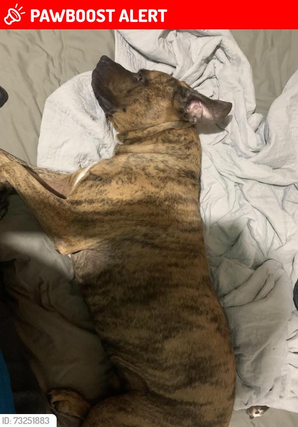 Lost Male Dog last seen Near John street, Caboolture South, QLD 4510