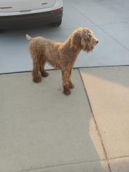 Reunited Male Dog last seen Cloverdale,lakehazel, Boise, ID 83702