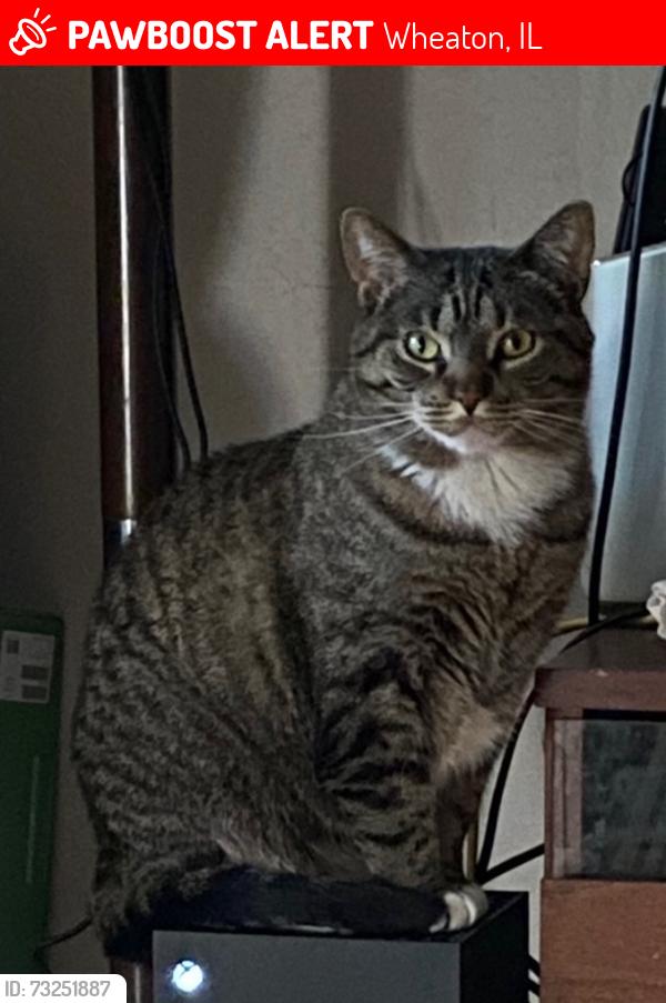 Lost Female Cat last seen 22nd street and Blanchard street, Wheaton, IL 60189