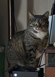 Lost Female Cat last seen 22nd street and Blanchard street, Wheaton, IL 60189