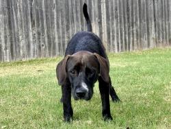 Found/Stray Male Dog last seen Sara Road and Aberdeen Dr, Oklahoma City, OK 73099