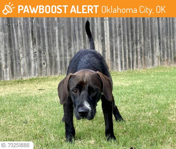 Found/Stray Male Dog last seen Sara Road and Aberdeen Dr, Oklahoma City, OK 73099